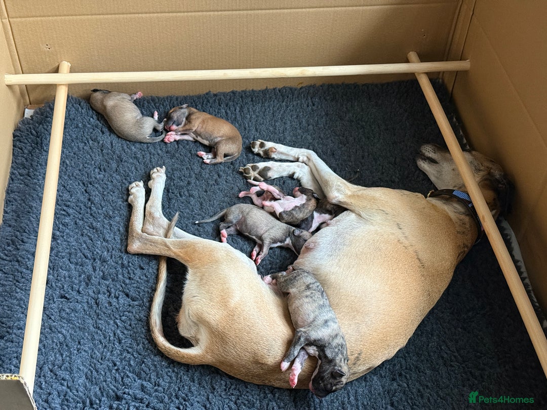 Whippet dogs for sale: 2 Super Smart Whippet boys available - Image 6