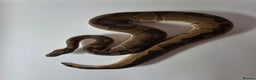 Snake reptiles for sale: Ball pythons  - Advert 5