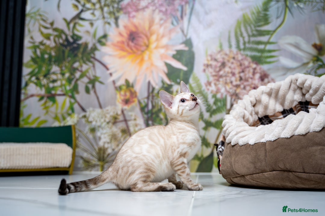 Bengal cats for sale: GOOBER-Snow Lynx Pure Bengal-TICA REG.-Playful boy - Advert 12