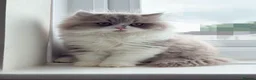 British Shorthair cats for sale: British short hair & longhaired  - Advert 9