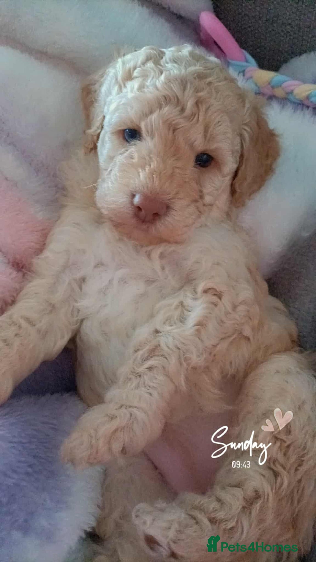 Cockapoo dogs for sale: Stunning health tested F1b cockerpoo puppies - Advert 10