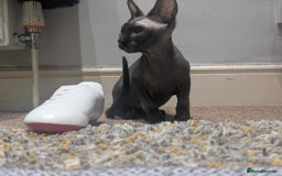 British Shorthair cats for sale: Sphynx boy and British shorthair girl  - Image 1