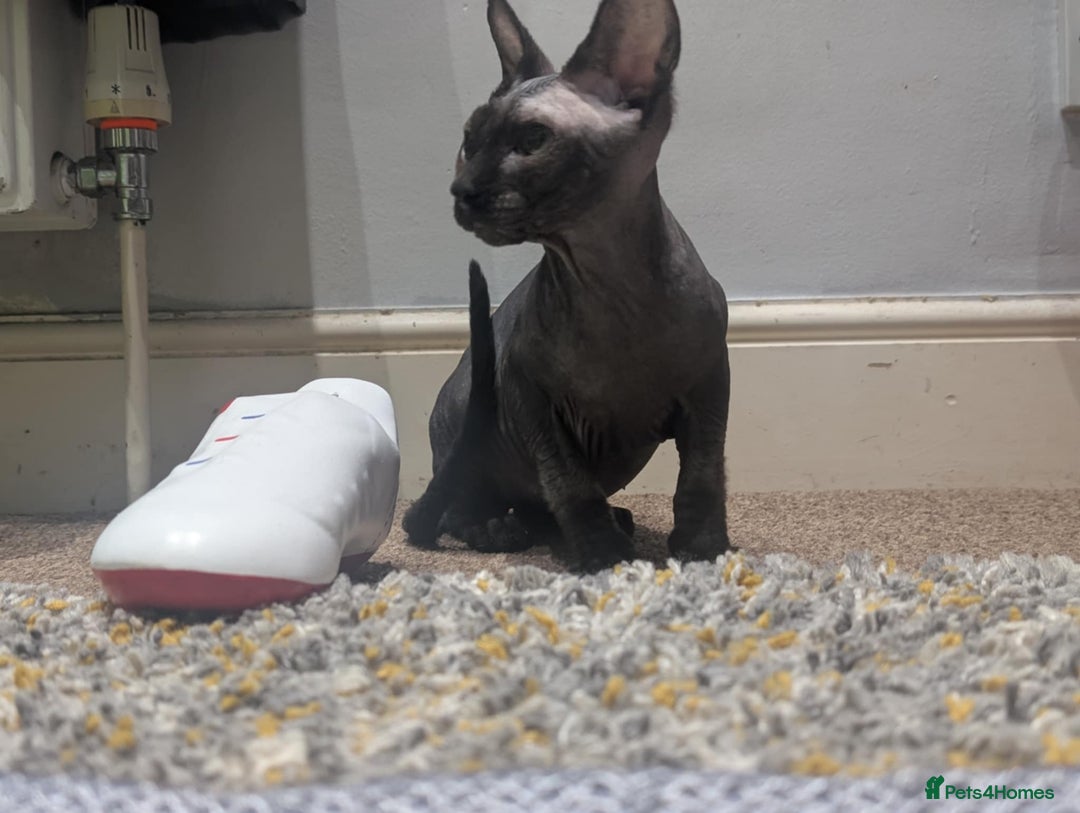British Shorthair cats for sale: Sphynx boy and British shorthair girl  - Image 1