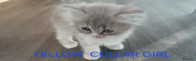 Ragdoll 6