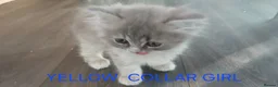 Ragdoll cats for sale: Rare Pattern Ragdoll-Super cudly teddybear kittens - Advert 16