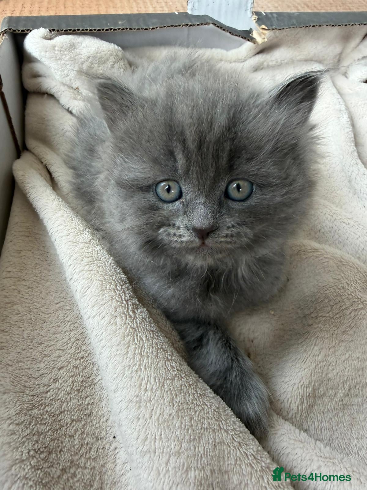 Mixed Breed cats Two BSH mix kittens - One fluffy,  one Short hair - Advert 1