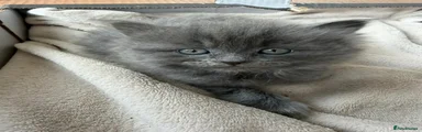 Fluffy