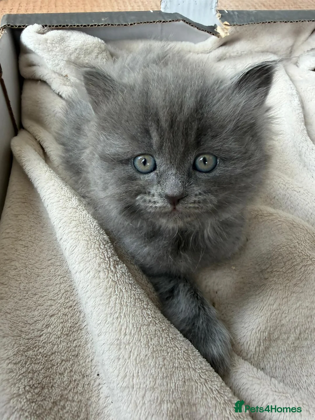Mixed Breed cats for sale: Two BSH mix kittens - One fluffy,  one Short hair - Advert 1