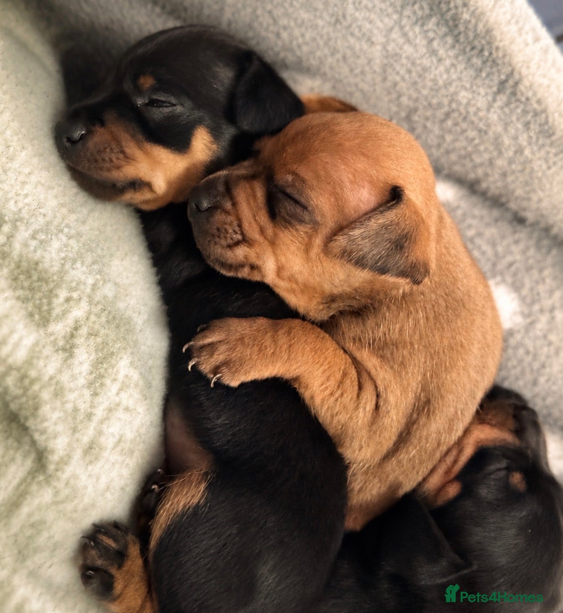 Miniature Pinscher dogs STAG RED Miniature Pinscher Puppies Prague Ratter  - Advert 2