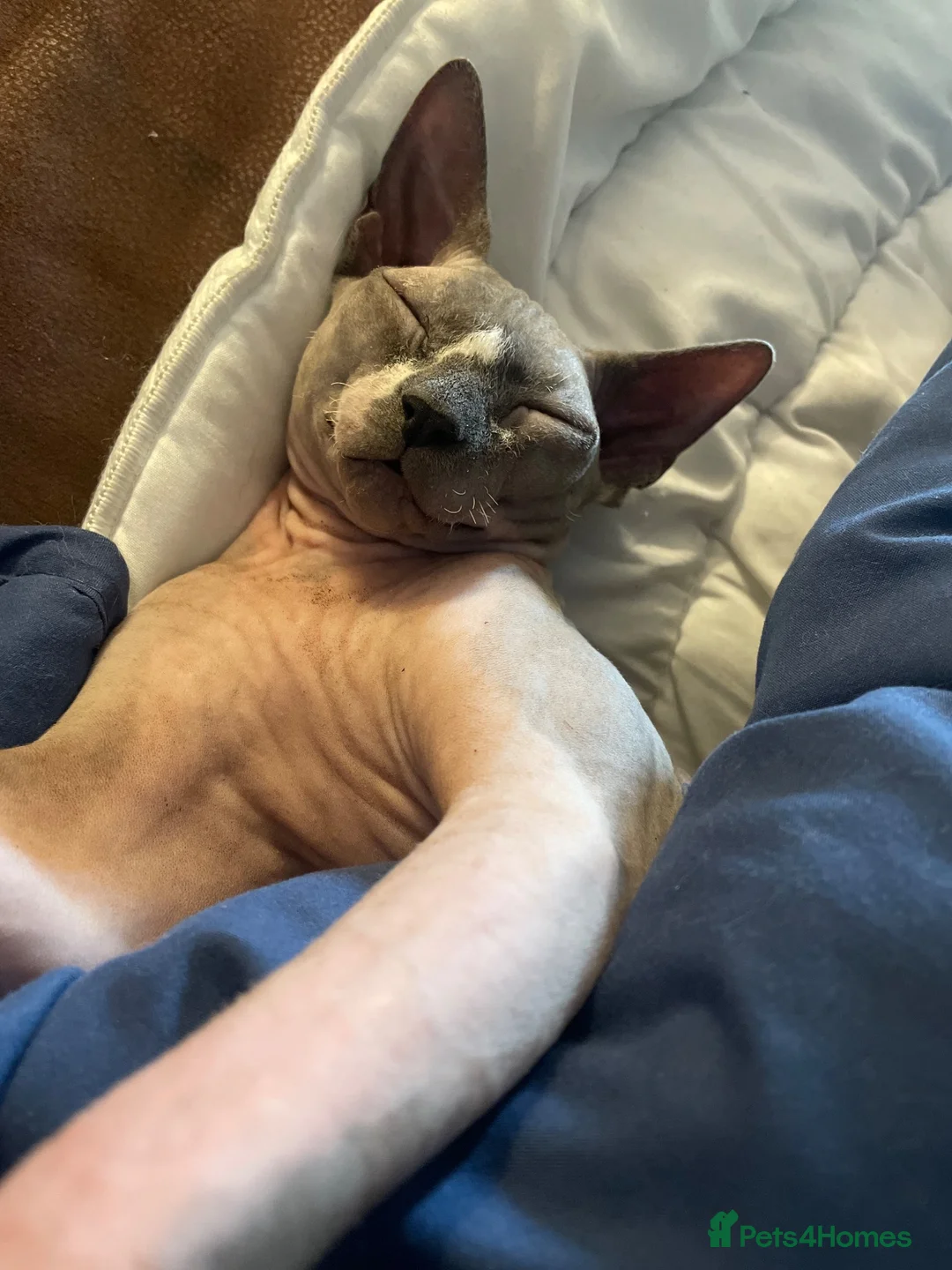 Sphynx cats for sale: Adorable sphynx adult cats  - Advert 2
