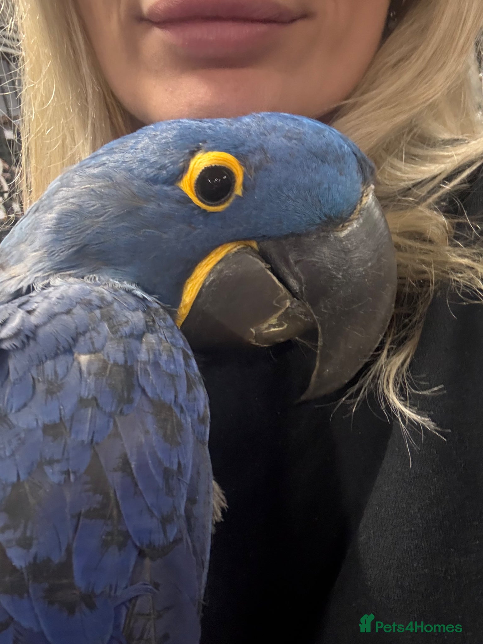 Macaws birds ⭐️ Stunning baby handreared Hyacinth Macaw ⭐️ - Advert 2