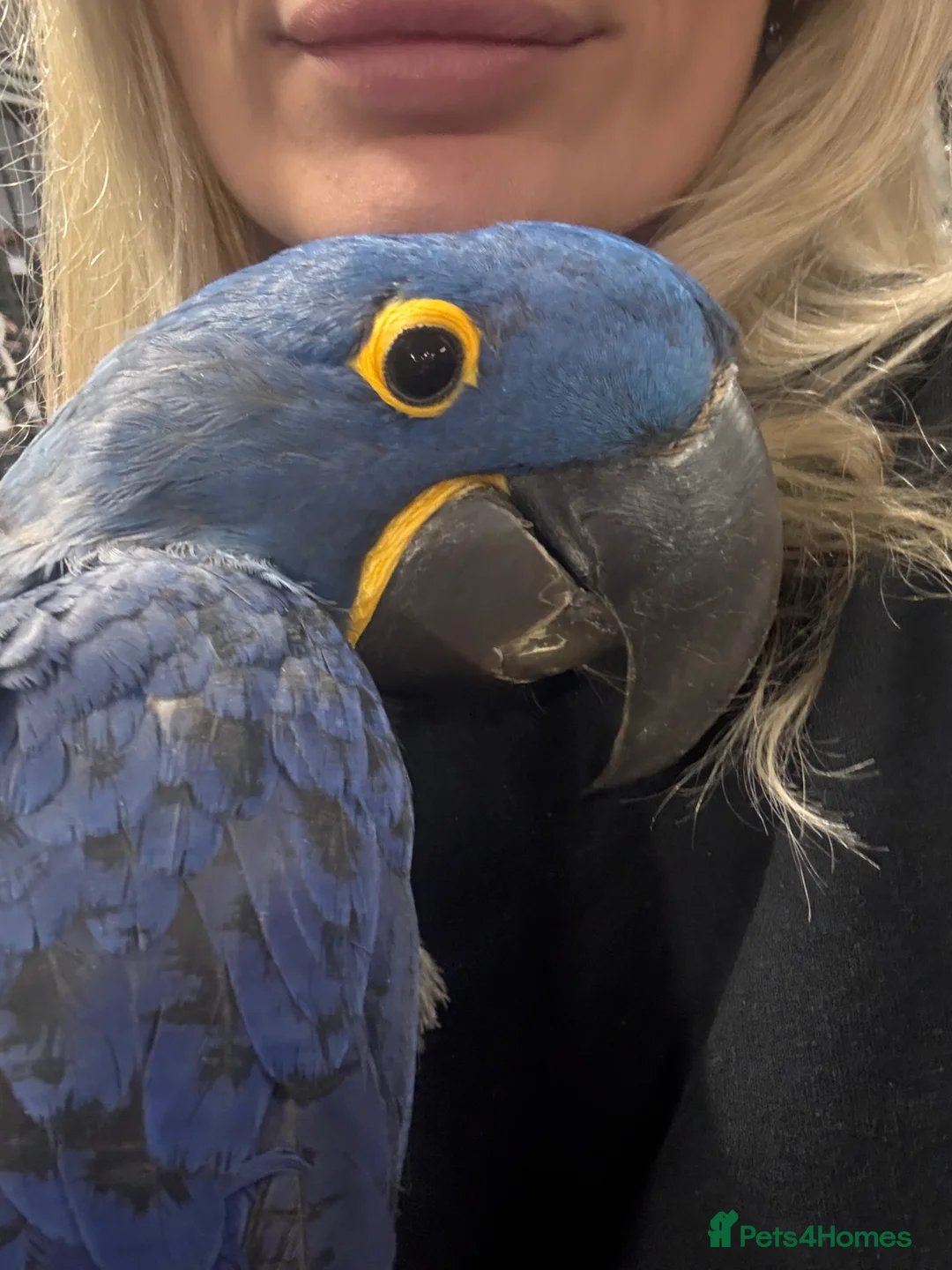 Macaws birds for sale: ⭐️ Stunning baby handreared Hyacinth Macaw ⭐️ - Advert 2