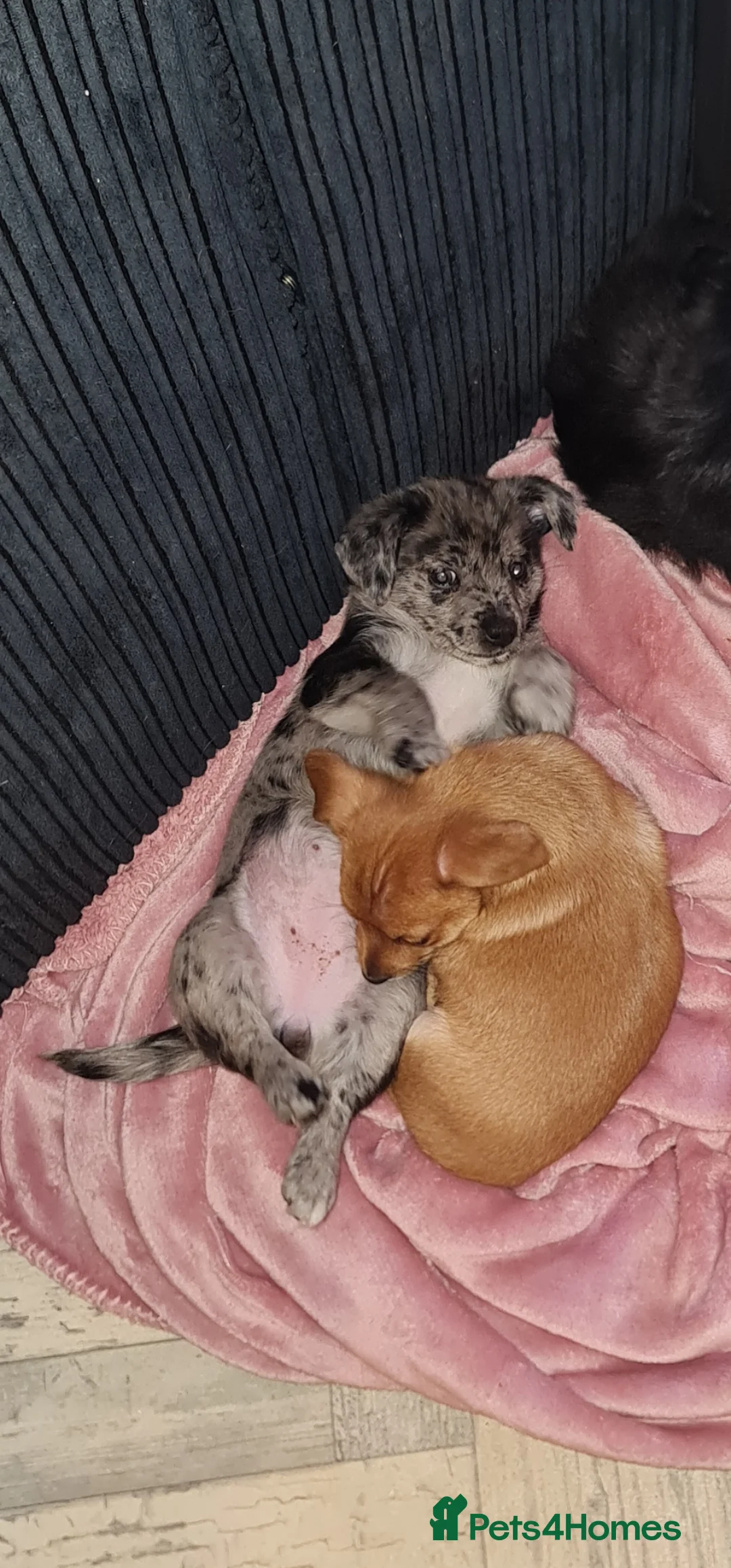 Mixed Breed dogs for sale: Dachshund pomchi puppys  in Blackpool - Advert 6