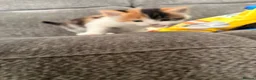Mixed Breed cats for sale: Beautiful Female Calico Kitten in London - Advert 4