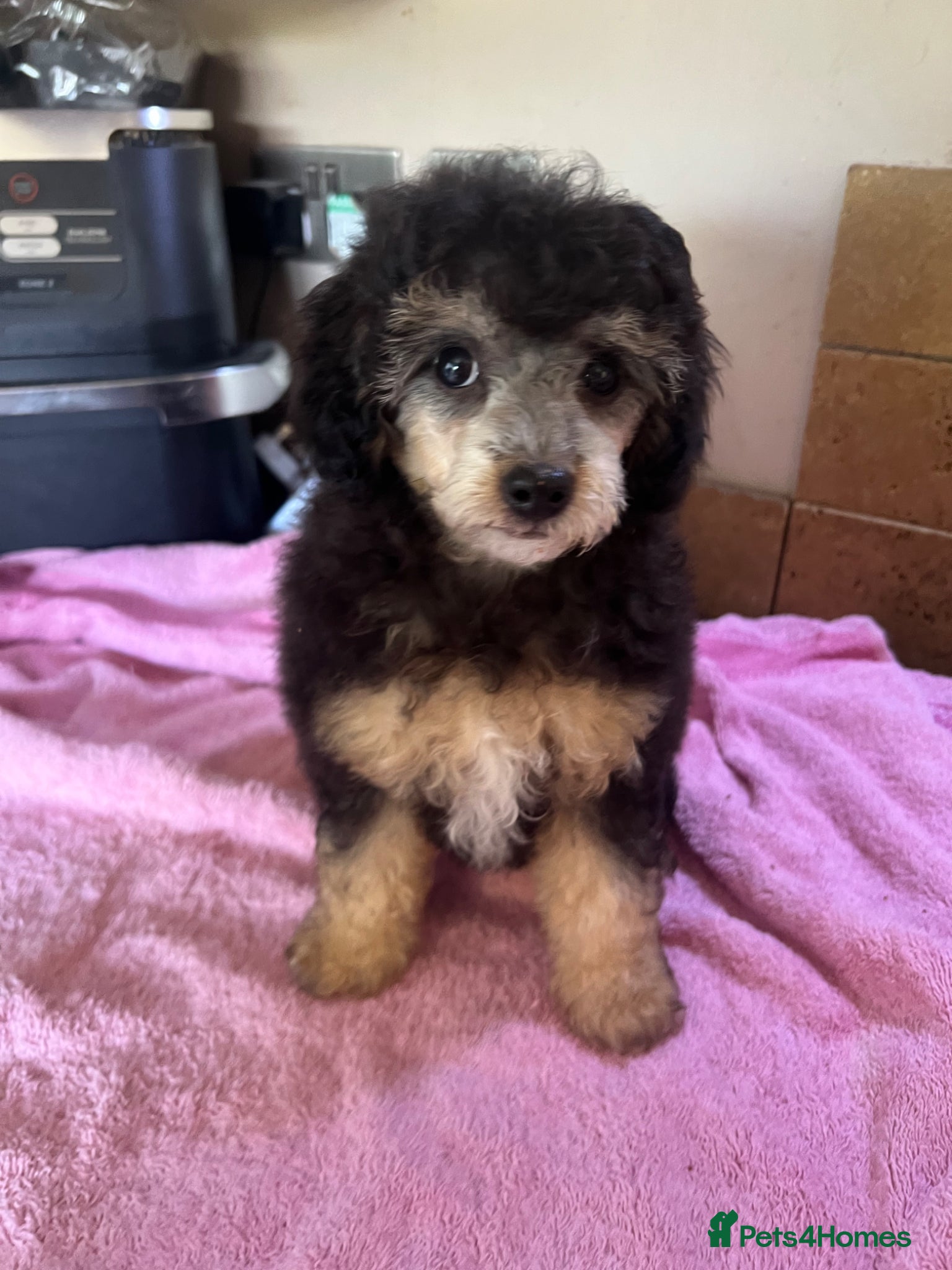Toy Poodle dogs KC reg Toy Poodles - 1 LEFT vaccinated and ready - Advert 18