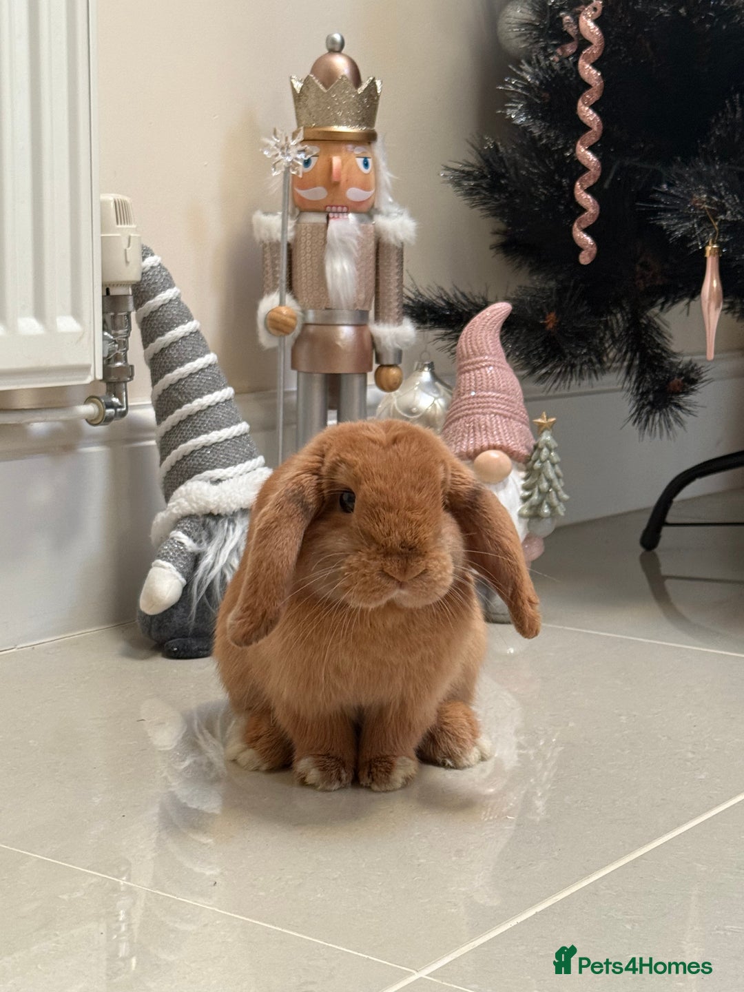 Dwarf Lop rabbits for sale: 1 year 4 month old Male Rabbit for sale  - Advert 1