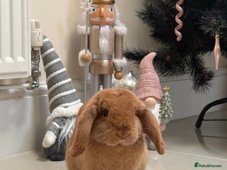 Dwarf Lop rabbits 1 year 4 month old Male Rabbit for sale - Advert 1