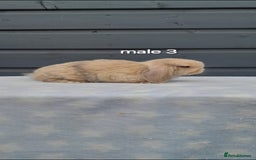 Mini Lop rabbits for sale: Male and female mini lops  - Image 3