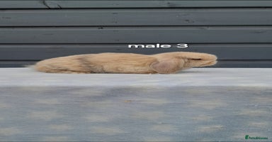 Mini Lop rabbits - Advert 6