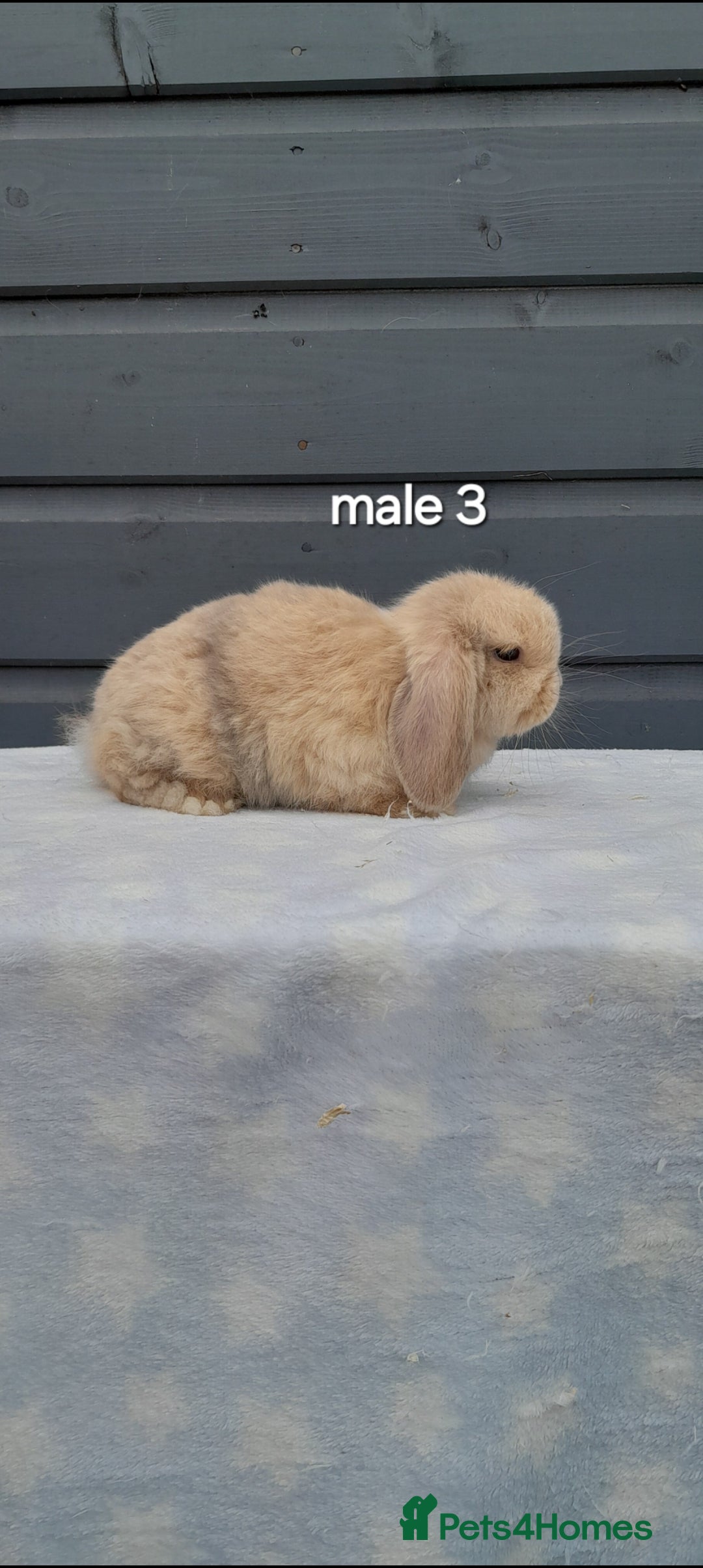 Mini Lop rabbits for sale: Male and female mini lops  - Image 3