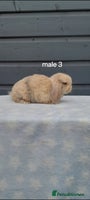 Mini Lop rabbits - Advert 14