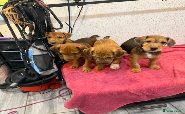 Lakeland Terrier dogs - Advert 2