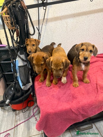 Lakeland Terrier dogs - Advert 2