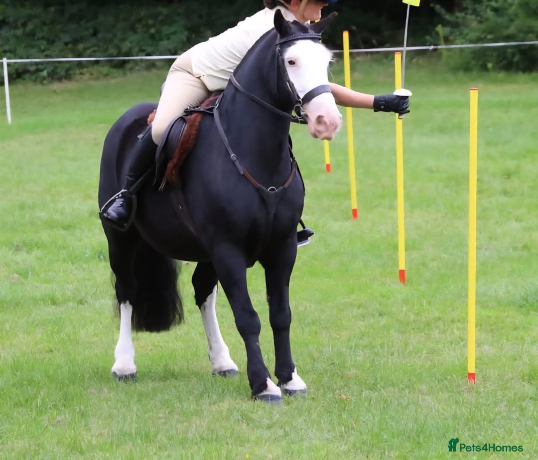 Other Breed horses for sale: Pocket rocket all rounder  - Image 6