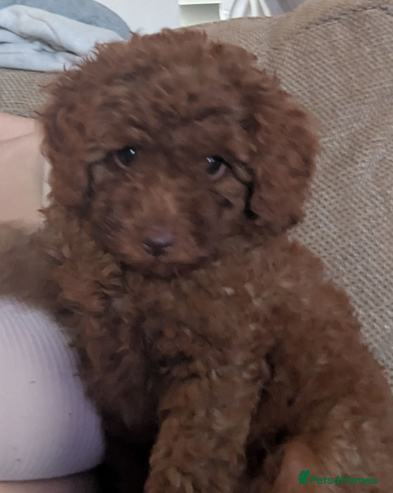 Labradoodle dogs F1B miniature labradoodle  - Advert 6
