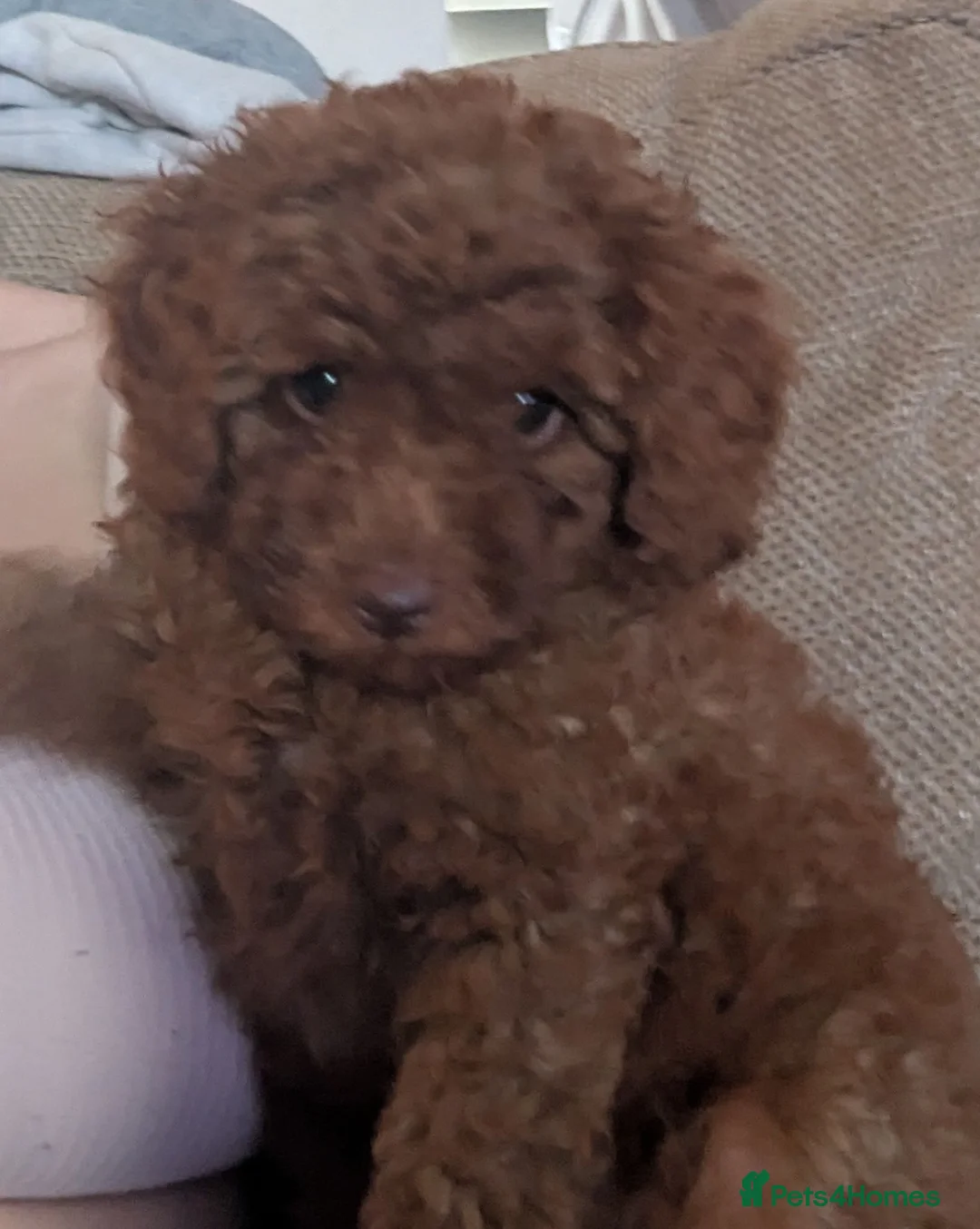Labradoodle dogs for sale: F1B miniature labradoodle  - Advert 1