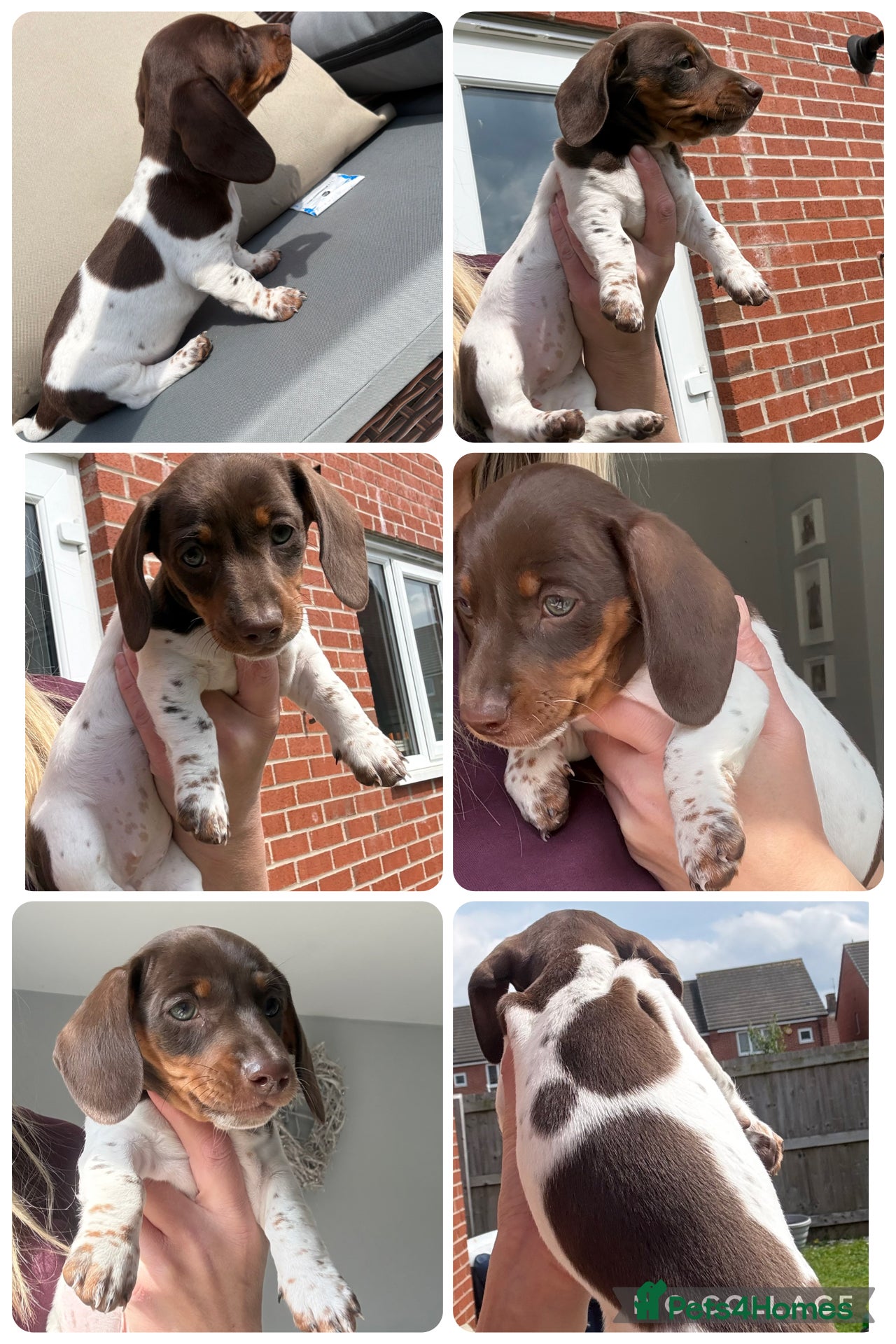 Miniature Dachshund dogs Kc registered miniature dachshunds 1 female left  - Advert 13
