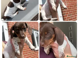 Miniature Dachshund dogs Kc registered miniature dachshunds 1 female left - Advert 15