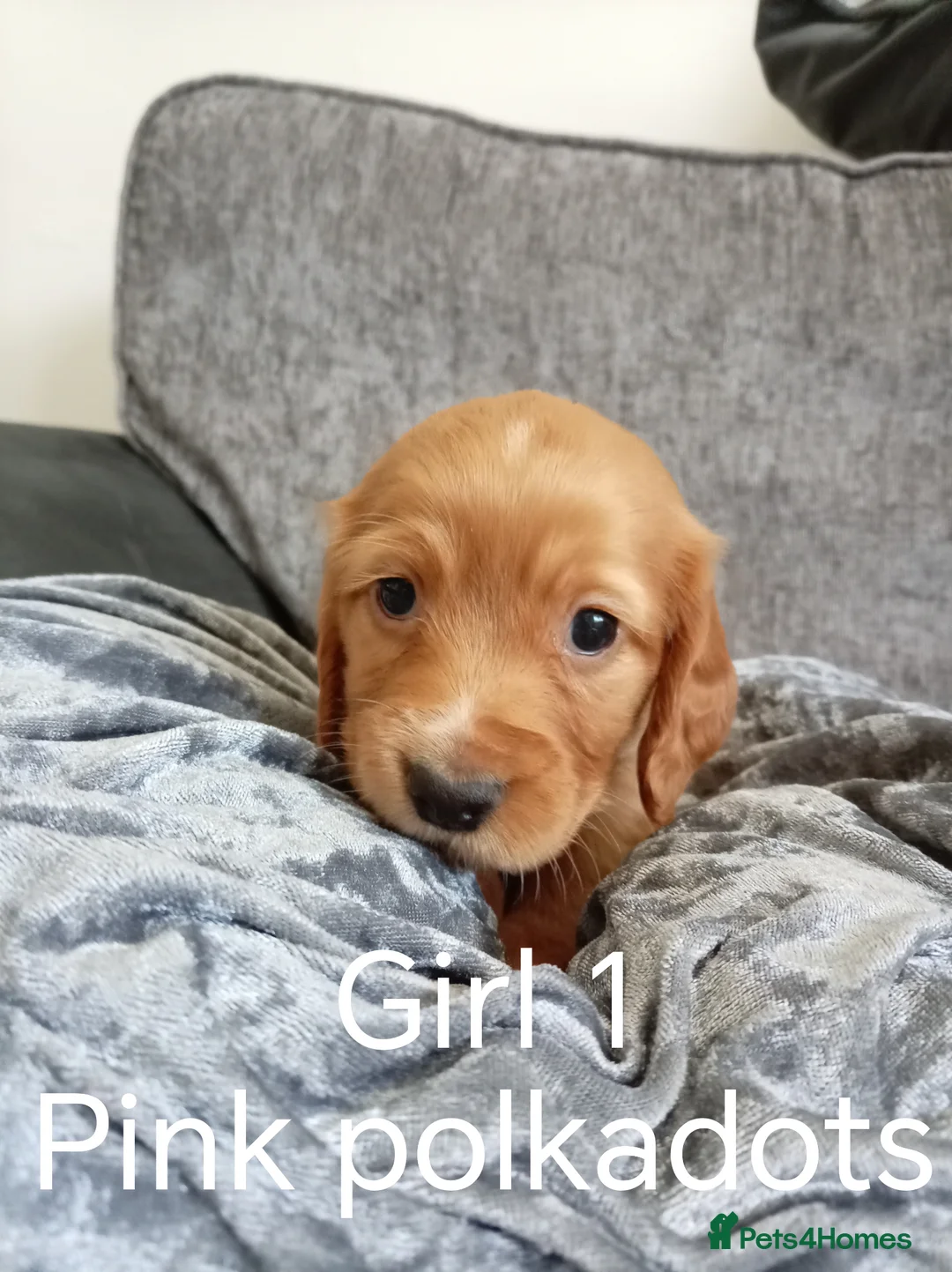 Cocker Spaniel dogs for sale: 5 Beautiful Golden Cocker Spaniel Puppies - Advert 2