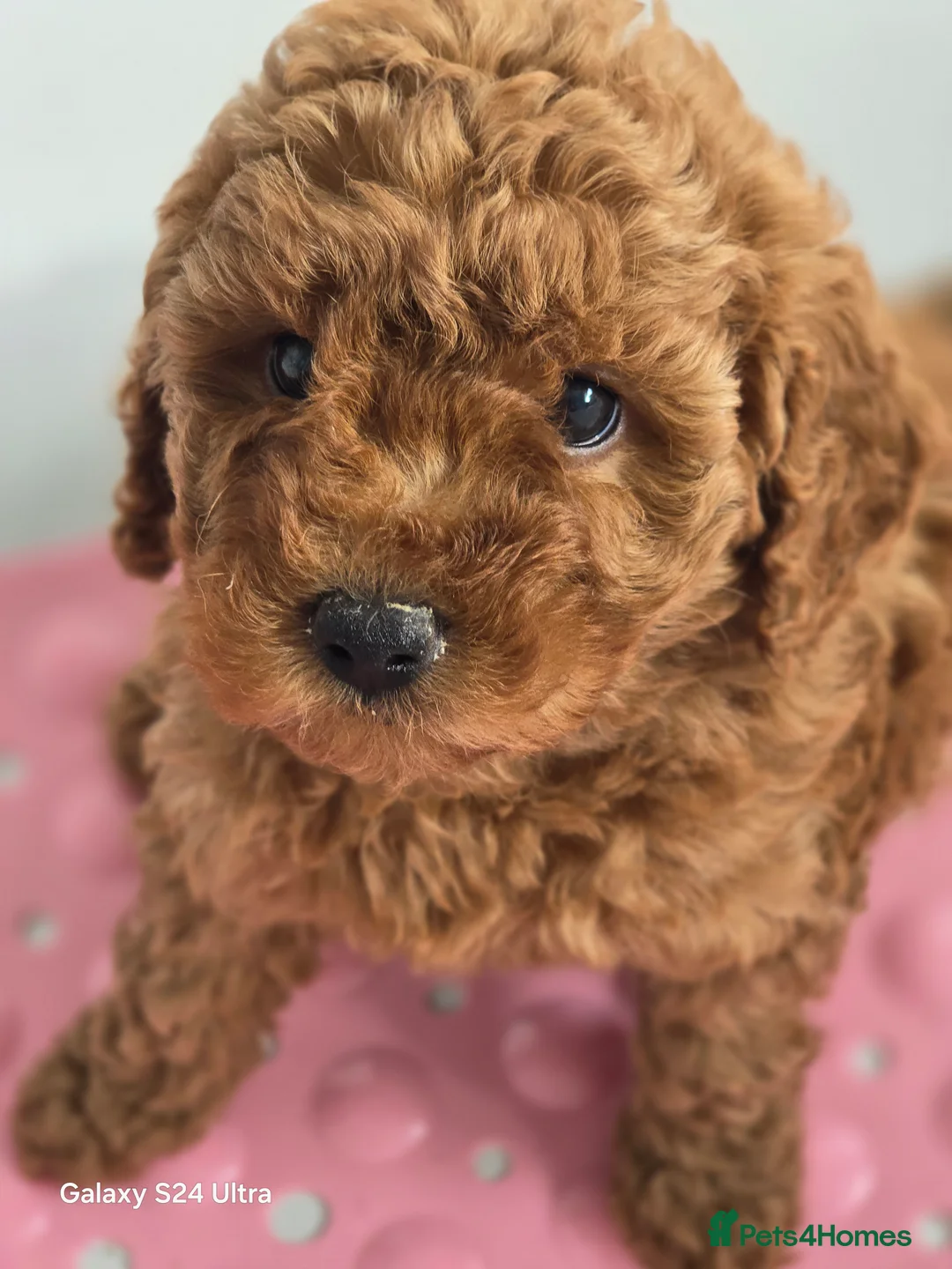 Labradoodle dogs for sale:  Last one left Ready now price reduced  - Advert 1