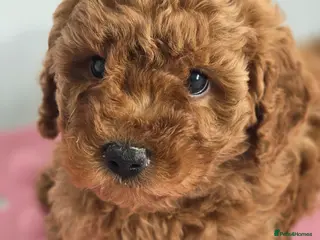 Labradoodle dogs Last one left Rare deep red labradoodles - Advert 2