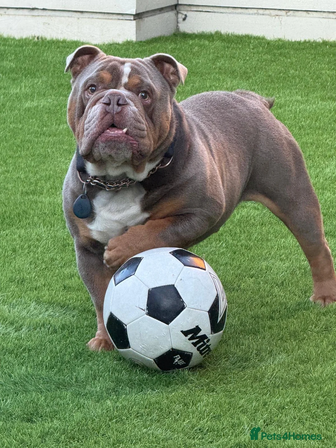 English Bulldog dogs for stud: FOR STUD - PROVEN - SON OF GOLDEN CHILD in Sheerness - Advert 4