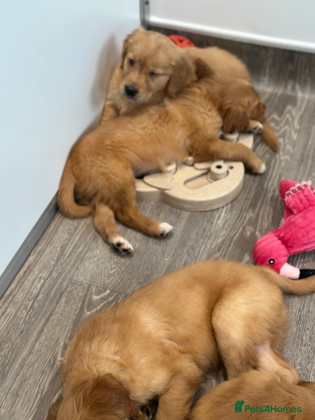 Golden Retriever dogs for sale: Dark Golden KC registered Golden retrievers - Advert 3