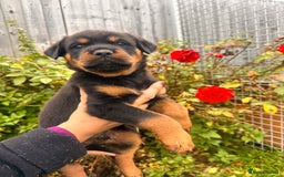 Rottweiler dogs for sale: 2 quality Rottweiler puppies  - Image 3