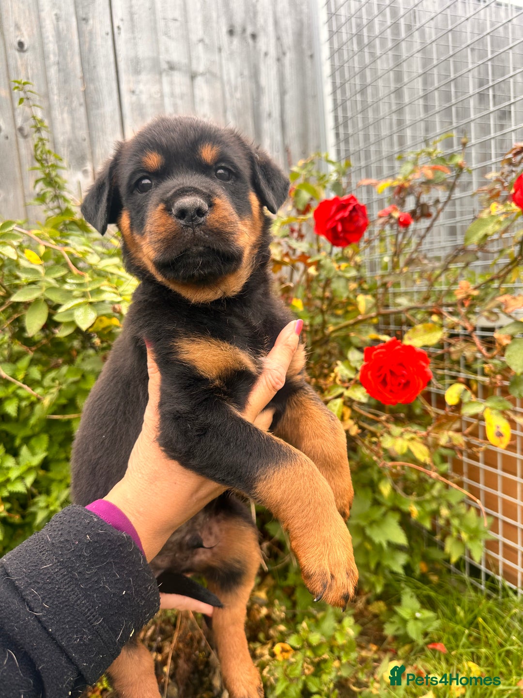 Rottweiler dogs for sale: 2 quality Rottweiler puppies  - Image 3