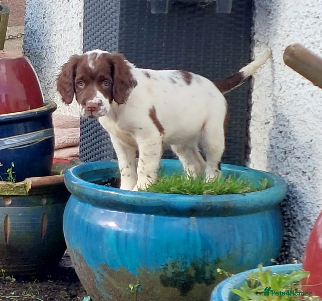 English Springer Spaniel dogs Sandaharr You Pretty Thing. KC name of avail girl  - Advert 1