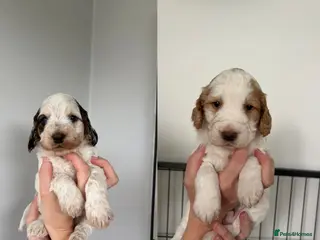 Cockapoo dogs Stunning F1B Cockapoo’s - Advert 1