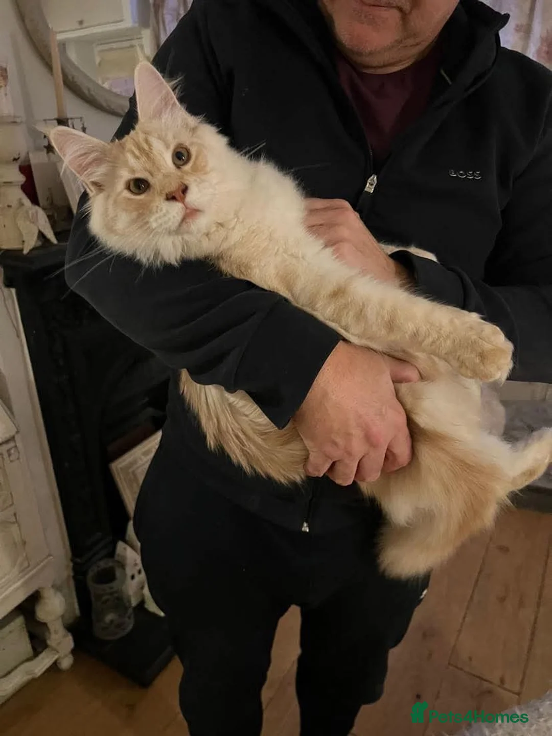 Maine Coon cats for sale: XXL Exceptional Pedigree Kittens Russian line - Advert 18