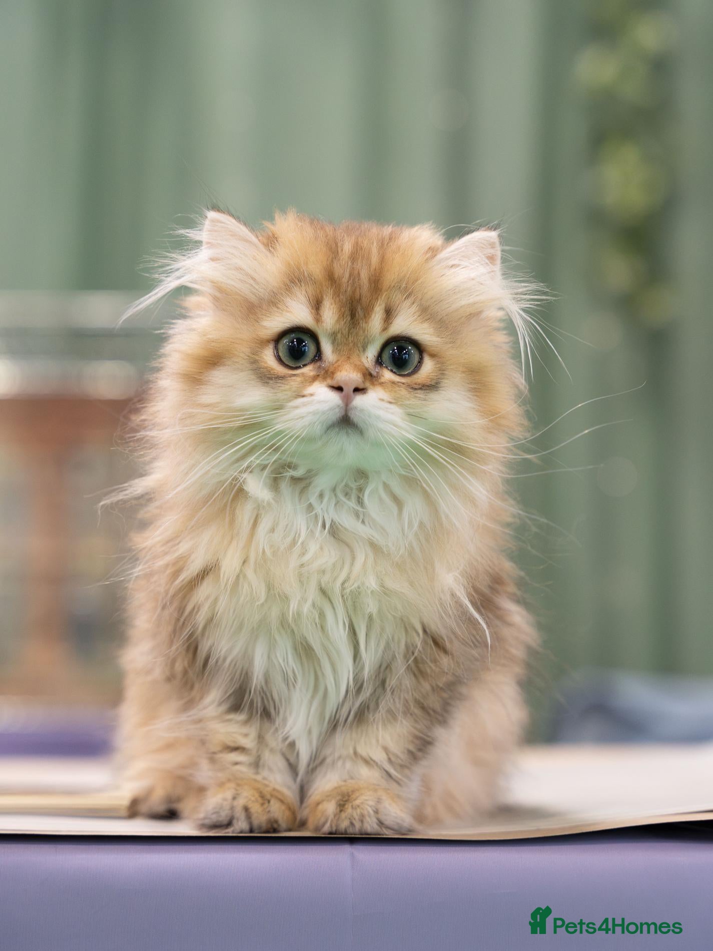 British Longhair cats Fantastic Pedigree Boy - Advert 4