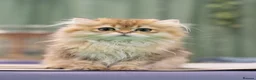 British Longhair cats for sale: Fantastic Pedigree Boy - Advert 1