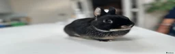 Netherland Dwarf rabbits for sale: Black marten Netherlands dwarf mini rabbit - Advert 2
