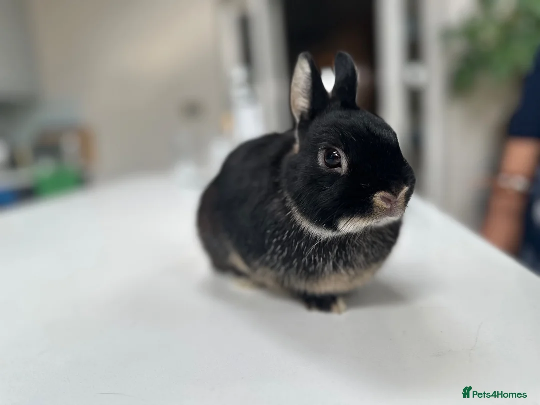 Netherland Dwarf rabbits for sale: Black marten Netherlands dwarf mini rabbit - Advert 2