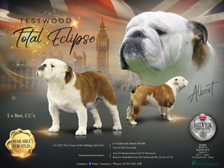 English Bulldog dogs in Eastleigh - Advert 30