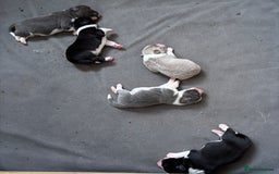 Border Collie dogs for sale:  Long Haired KC Reg Border Collie puppies for sale - Image 12