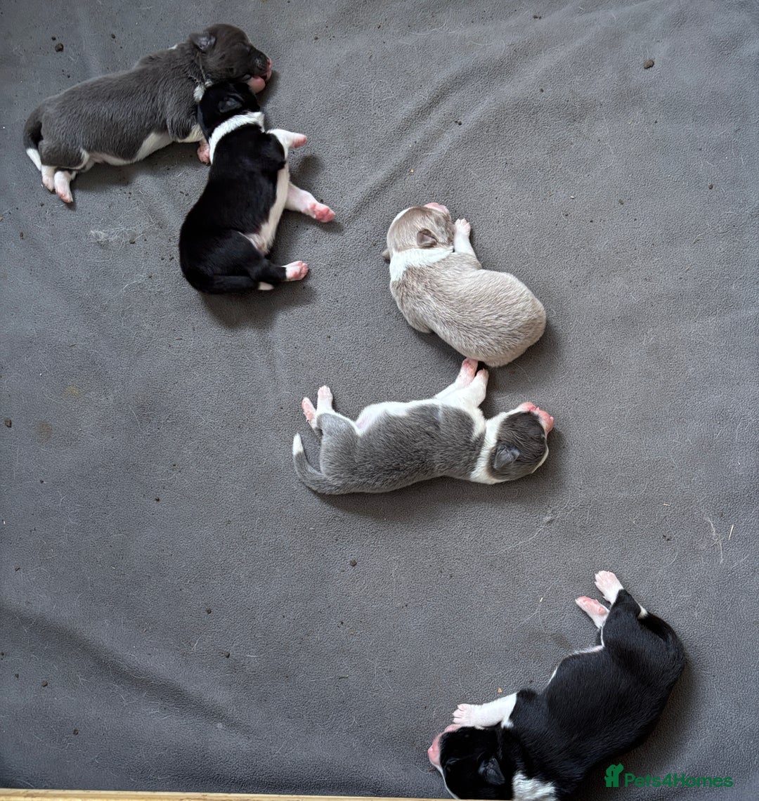 Border Collie dogs for sale:  Long Haired KC Reg Border Collie puppies for sale - Image 12