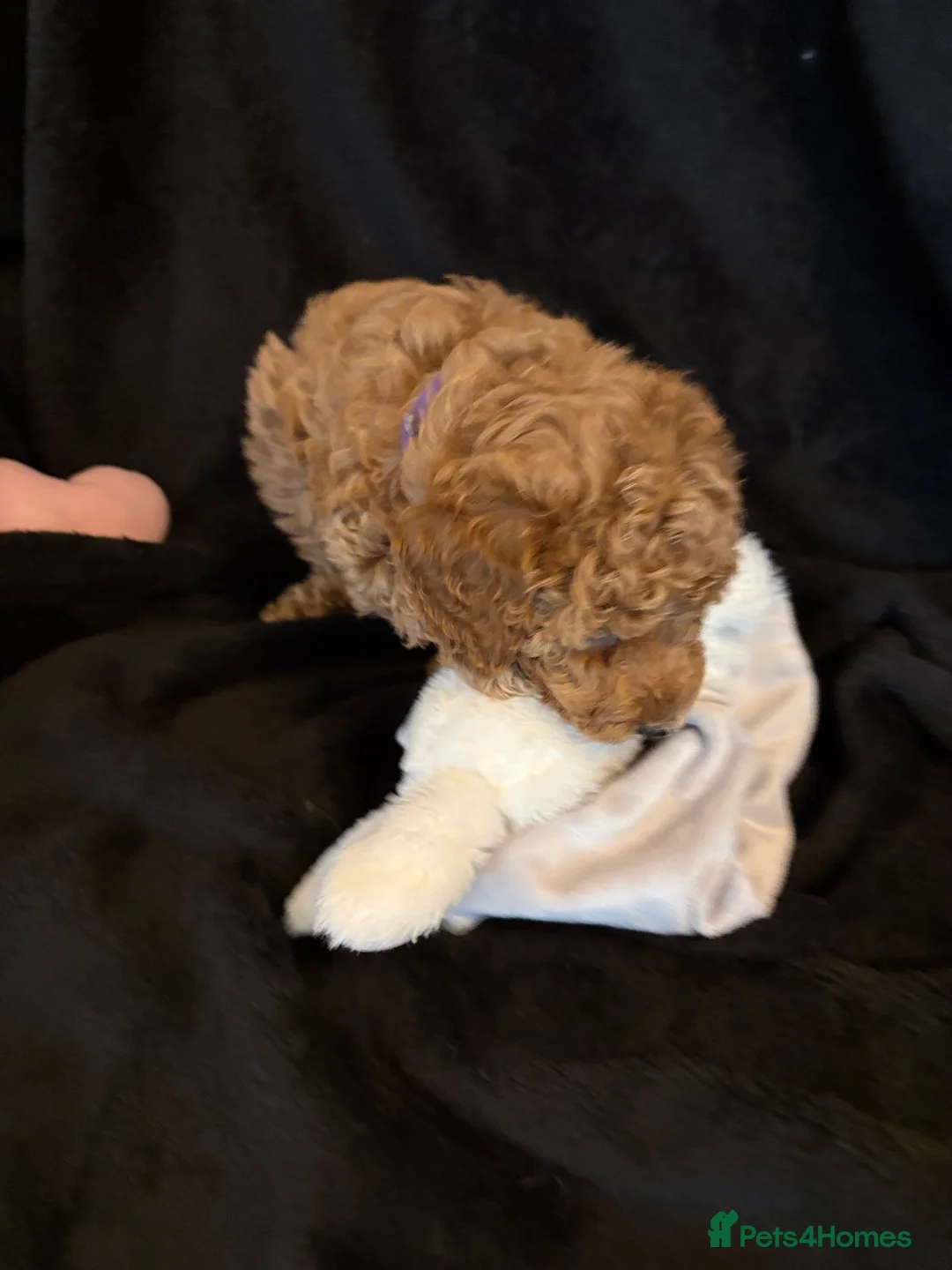 Cavapoochon dogs for sale: Gorgeous Therapy puppies  - Advert 9